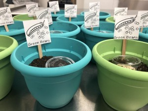 little pots with soil and seeds